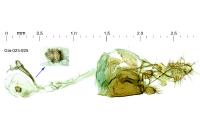 Paraswammerdamia nebulella