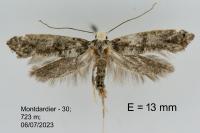 Paraswammerdamia nebulella