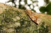 Archips xylosteana