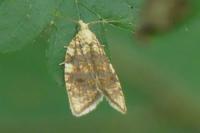 Aleimma loeflingiana