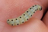Yponomeuta mahalebella