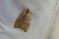 Aleimma loeflingiana