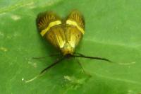 Nemophora degeerella
