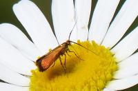 Nemophora violella