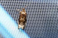 Endothenia