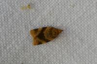 Epagoge grotiana