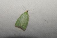Tortrix viridana