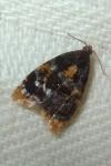 Spatalistis bifasciana