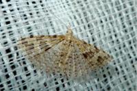 Alucita hexadactyla
