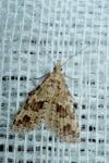 Alucita hexadactyla