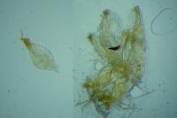 Neofaculta ericetella