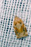 Archips xylosteana