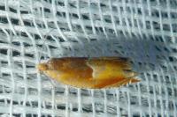 Ancylis mitterbacheriana