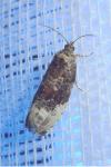 Hedya nubiferana