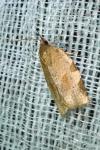 Choristoneura hebenstreitella