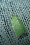 Tortrix viridana
