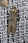 Blastobasis phycidella
