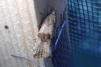 Celypha striana