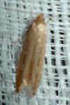 Limnaecia phragmitella