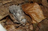 Cossus cossus