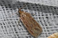 Depressaria daucella