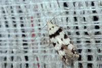 Pseudotelphusa scalella