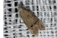 Teleiodes vulgella