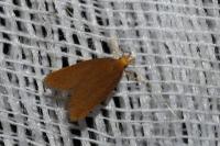 Eurodachtha pallicornella