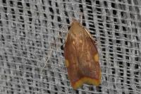 Carcina quercana