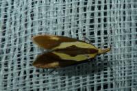 Harpella forficella