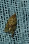 Epagoge grotiana