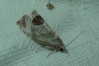 Notocelia uddmanniana