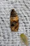 Celypha aurofasciana