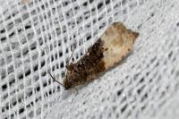 Hedya nubiferana