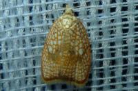 Acleris forsskaleana