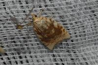 Aleimma loeflingiana