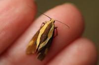 Harpella forficella
