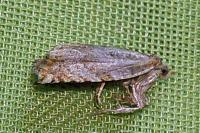 Epinotia abbreviana