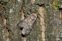 Cossus cossus