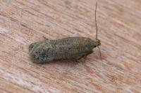Bryotropha terrella