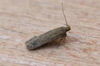 Bryotropha terrella