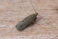 Bryotropha terrella