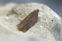 Archips rosana