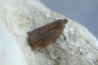 Archips rosana
