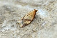 Clepsis consimilana