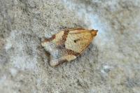 Clepsis consimilana