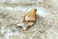 Clepsis consimilana