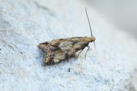 Brachmia blandella