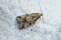 Brachmia blandella
