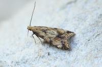Brachmia blandella